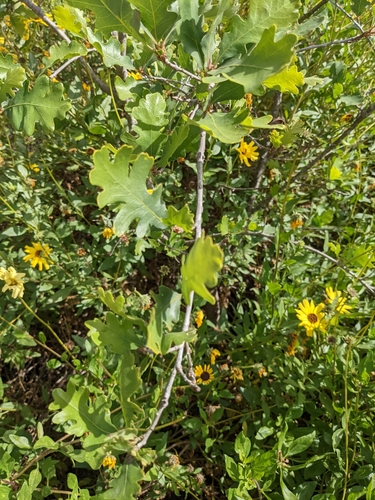 iNaturalist observation photo of valley oak