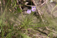 Byblis liniflora