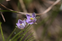 Byblis liniflora