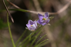 Byblis liniflora