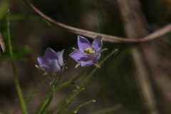 Byblis liniflora