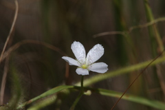 Drosera serpens