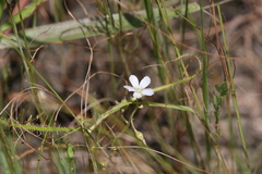 Drosera serpens