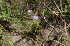 Byblis liniflora