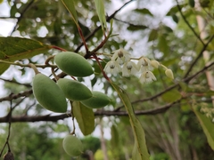 Elaeocarpus hygrophilus