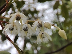 Elaeocarpus hygrophilus