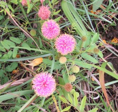 Mimosa microphylla