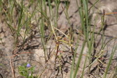 Drosera serpens
