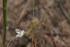 Drosera serpens