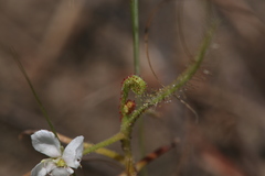 Drosera serpens