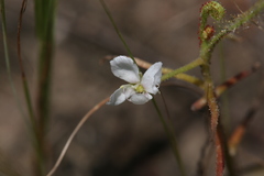 Drosera serpens