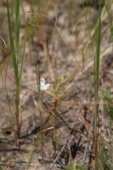 Drosera serpens