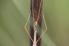 Austrosipyloidea carterus