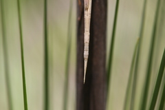 Austrosipyloidea carterus