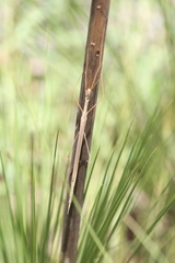 Austrosipyloidea carterus