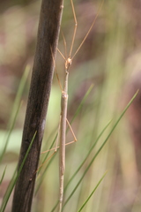 Austrosipyloidea carterus