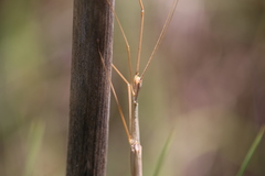 Austrosipyloidea carterus