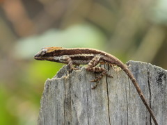 Carl Lieb's Anole photo 2