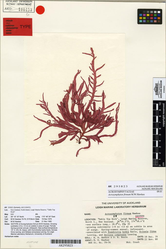 Acrosymphyton firmum