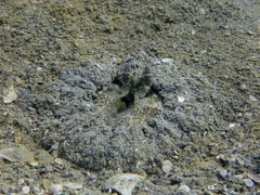 Lysiosquillina maculata