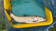 Spinibarbus hollandi