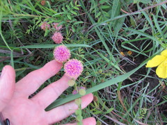 Mimosa microphylla