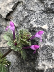 Lamium amplexicaule