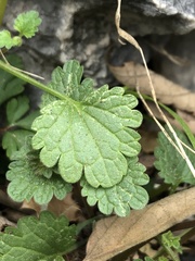 Lamium amplexicaule