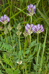 Astragalus leontinus