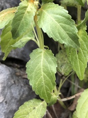 Mercurialis annua