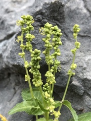 Mercurialis annua