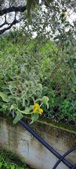 Phlomis fruticosa
