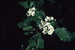 Crataegus columbiana