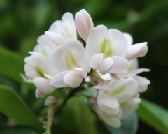 Craibia brevicaudata