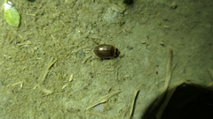 Hydaticus rhantoides