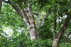 Craibia brevicaudata