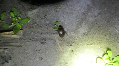 Hydaticus rhantoides