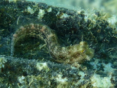 Salarias alboguttatus