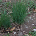 Wild Chives - Photo (c) Lauren, some rights reserved (CC BY-NC), uploaded by Lauren