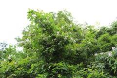 Craibia brevicaudata