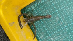 Macrobrachium japonicum