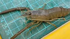 Macrobrachium japonicum