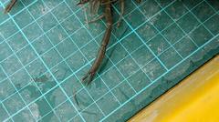 Macrobrachium japonicum