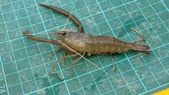 Macrobrachium japonicum