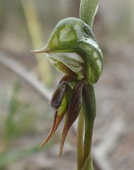 Pterostylis pusilla