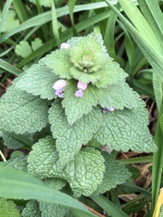 Lamium purpureum