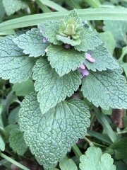 Lamium purpureum