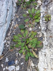 Plantago spathulata