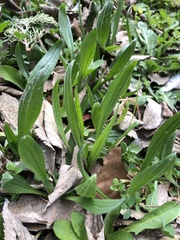 Plantago lanceolata
