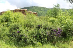 Thunbergia holstii